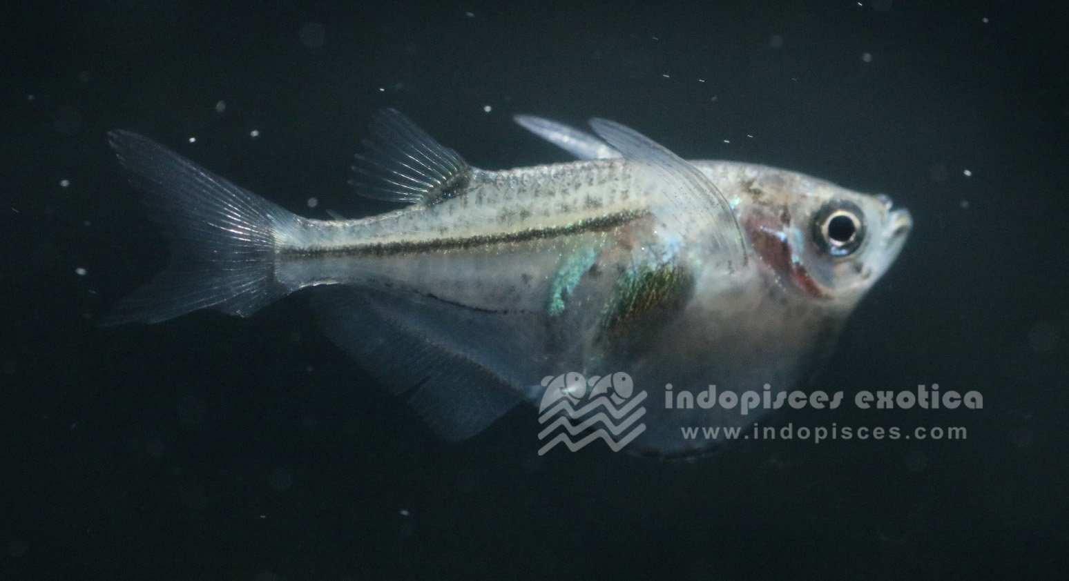 Gasteropelecus sternicla